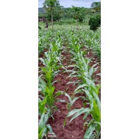gichehafarm.com